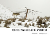 2020 wildlife photo. Ediz. illustrata